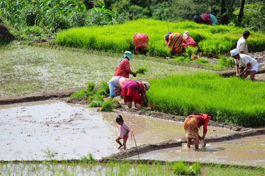 Rice Planting Day Tour