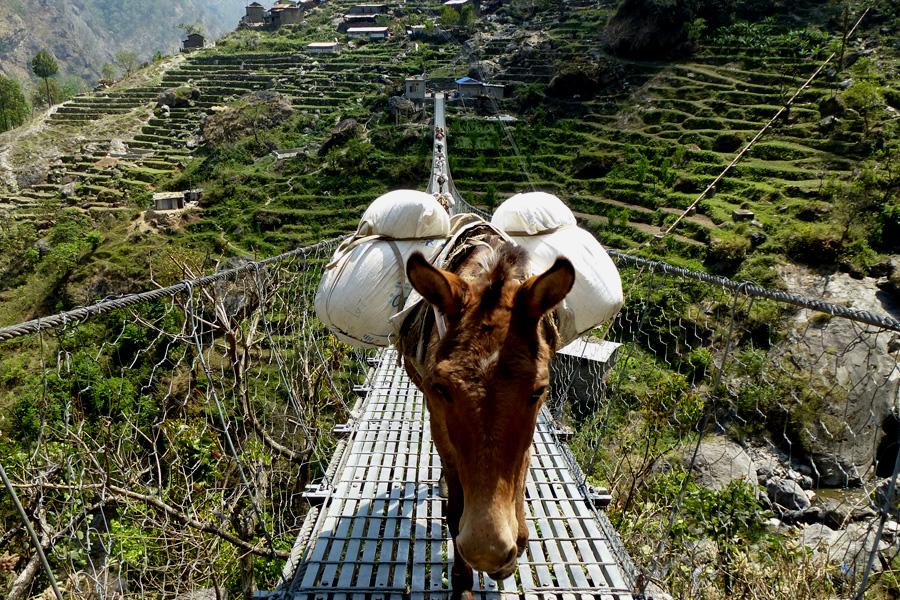 Donkeys crossing suspension bridge 