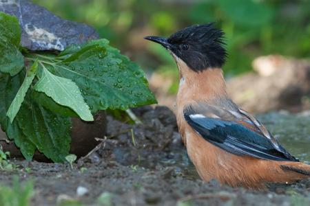 Bhutan Bird Watching Tour