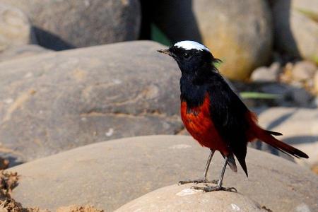 Bhutan Birding Tour from West to East