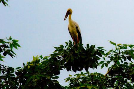 Bird Watching Packages Tour in Nepal 