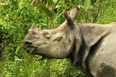 KTM - Pokhara - Bandipur - Chitwan